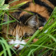 Katze im Gras