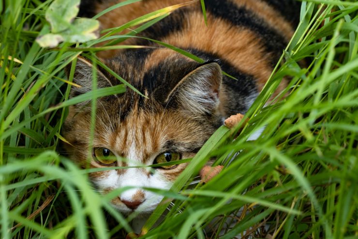 Katze im Gras