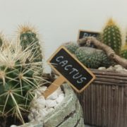 Kaktus Titelbild