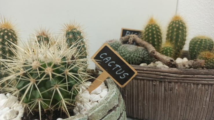 Kaktus Titelbild