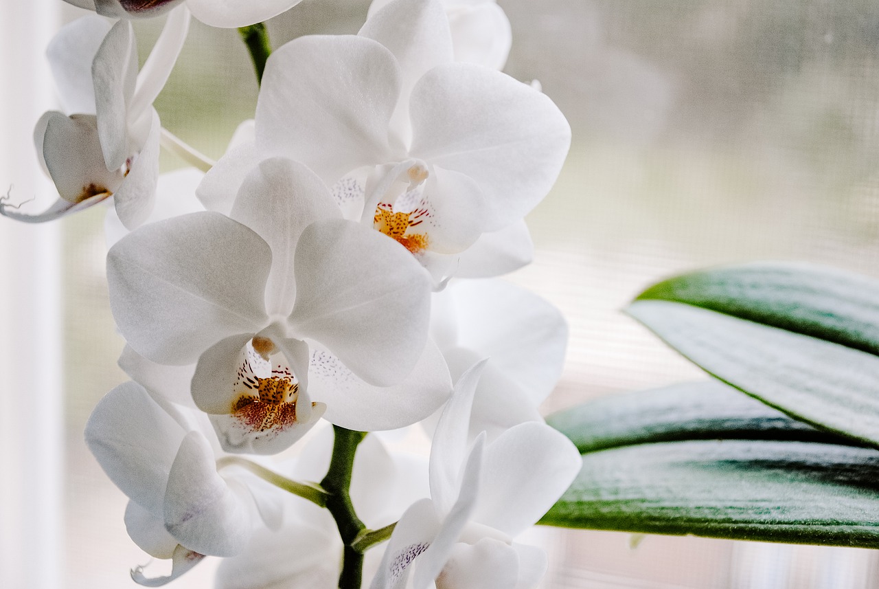 Orchideen Titelbild