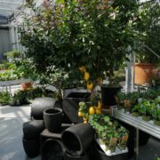 Gartencenter Zitronenbaum
