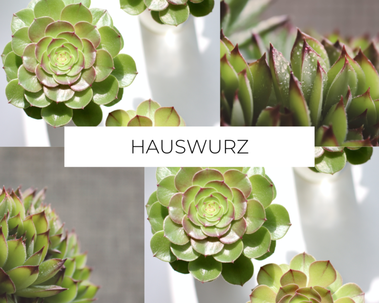 Hauswurz