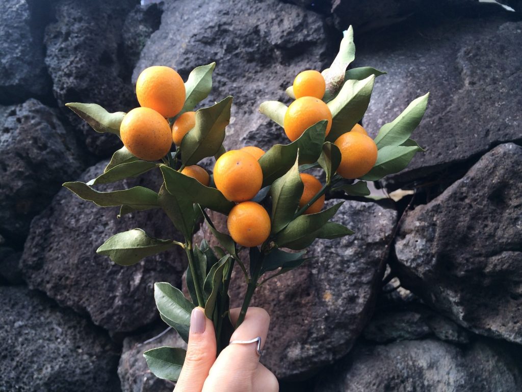 Kumquat