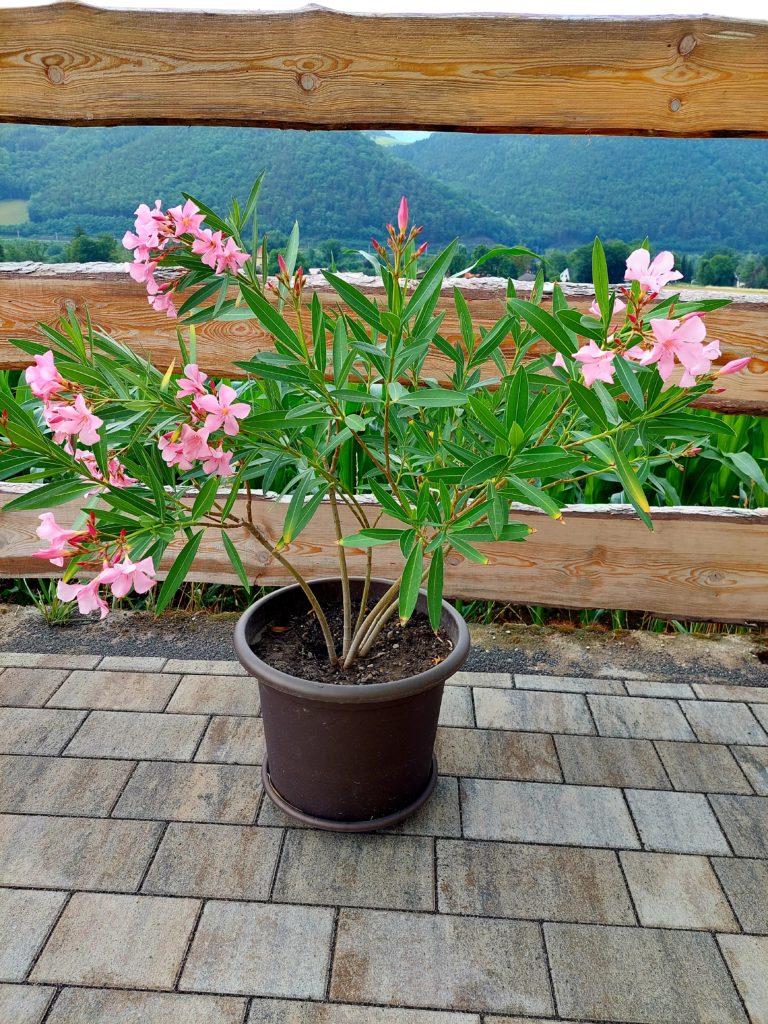 Outdoor Pflanze Oleander