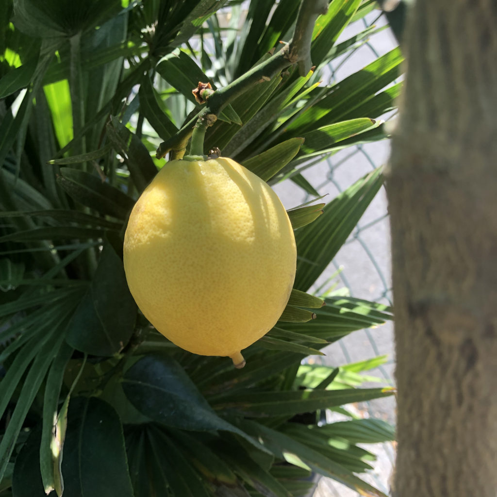 Zitronenbaum1