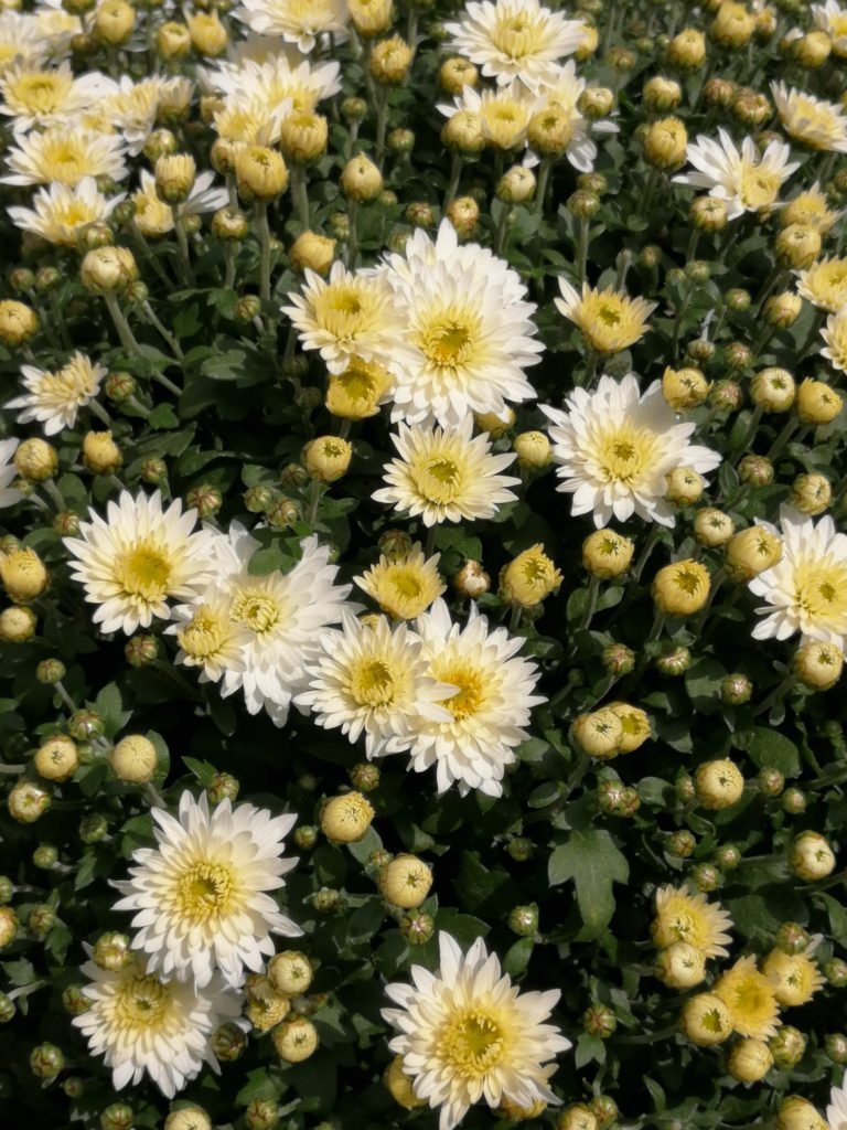 Chrysanthemen