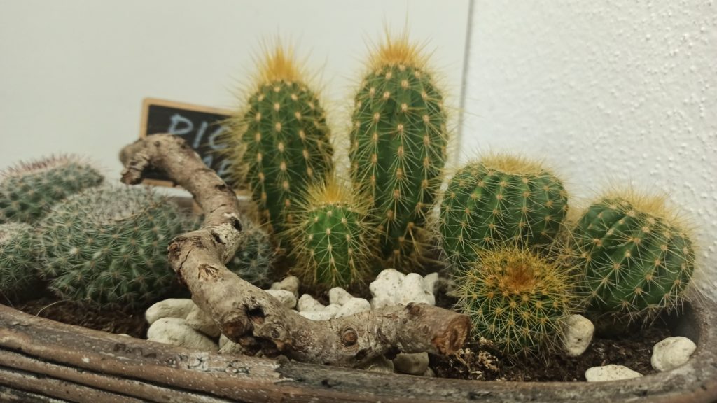 Kaktus Dekoschale