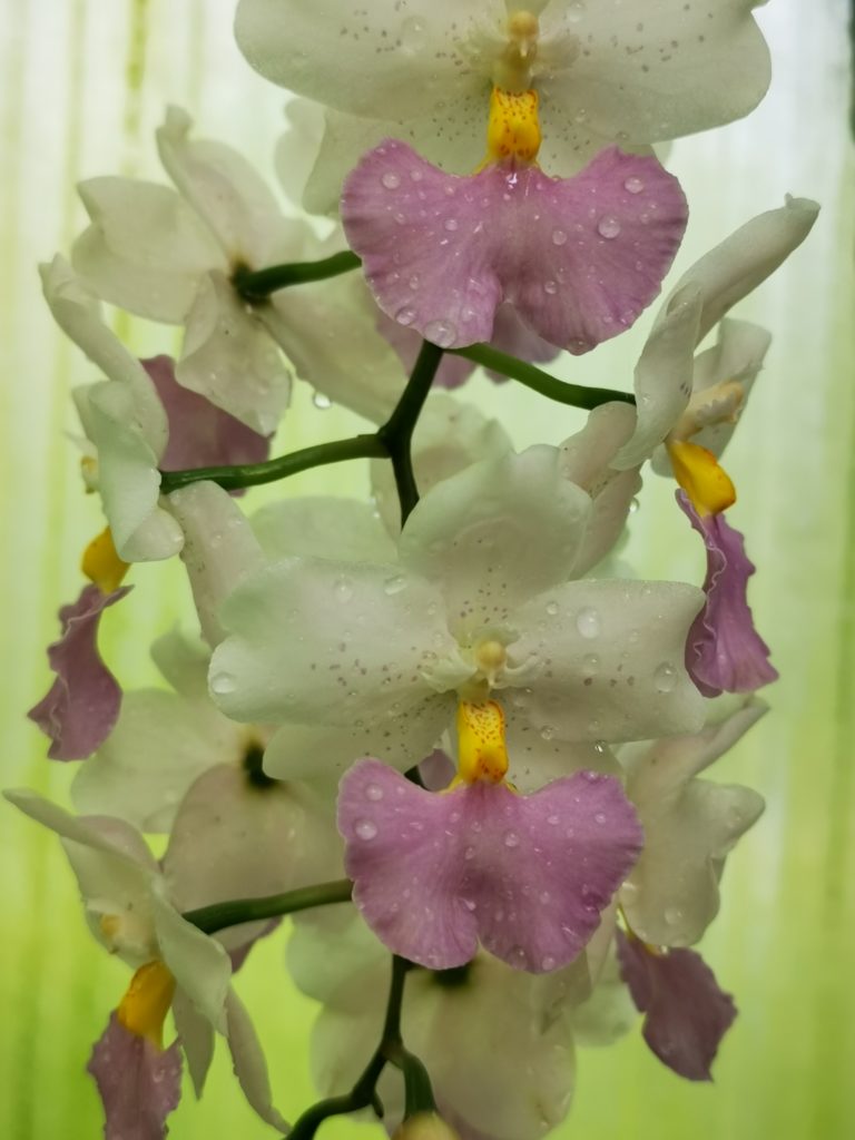 Orchideen Exotisch 3