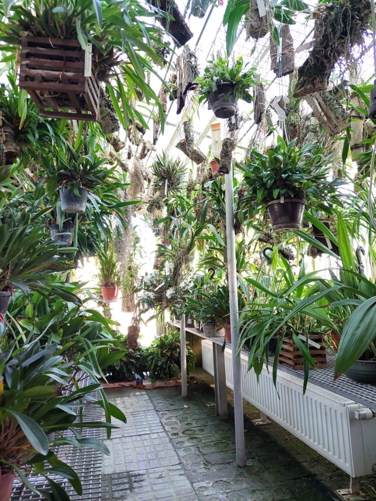 Orchideen Glashaus