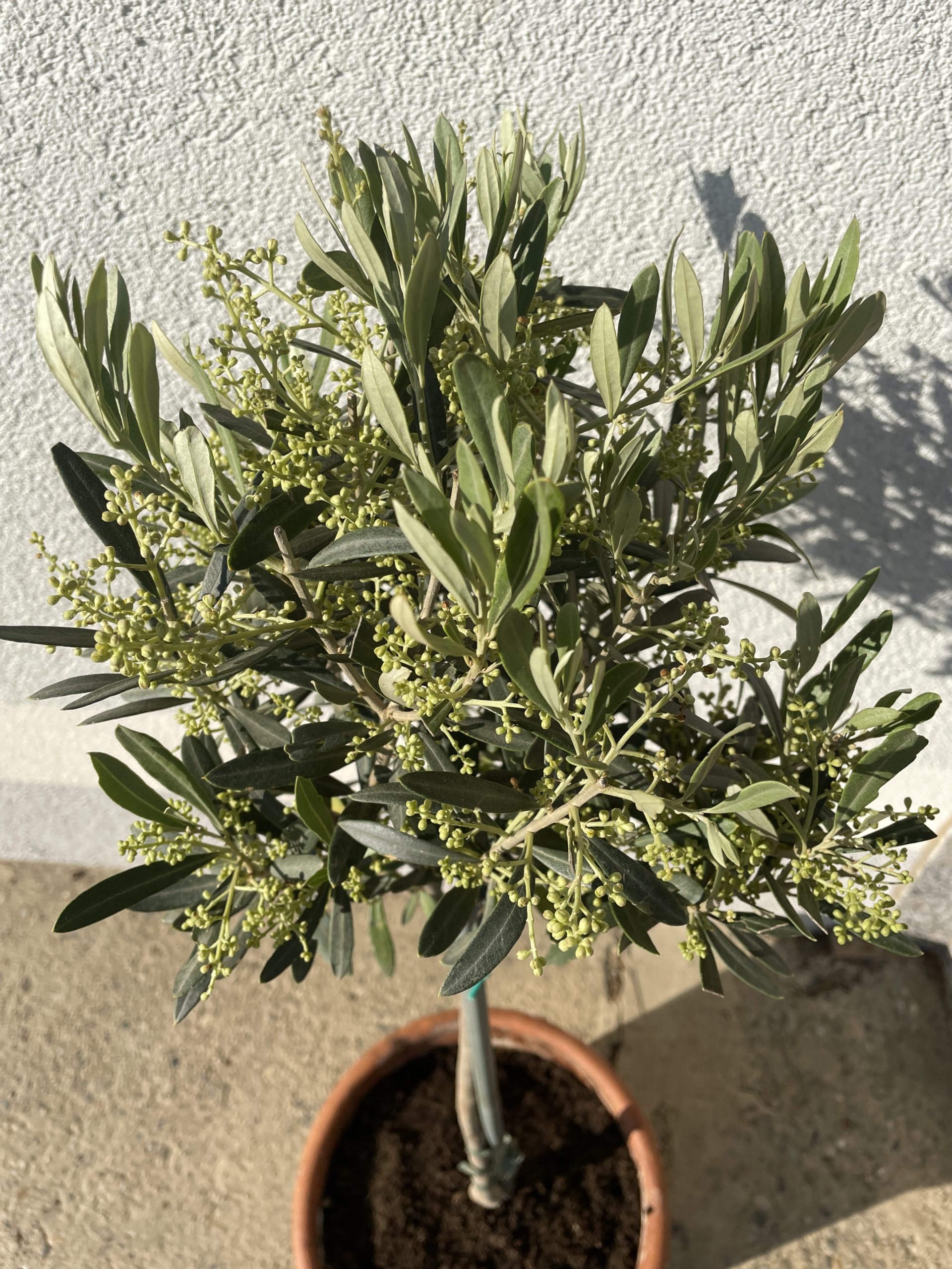 Olivenbaum2