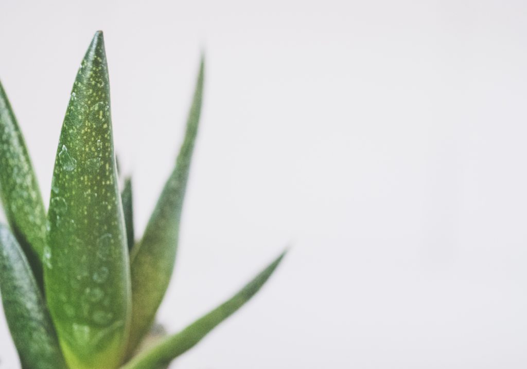 Körpercreme mit Aloe Vera Pflanze