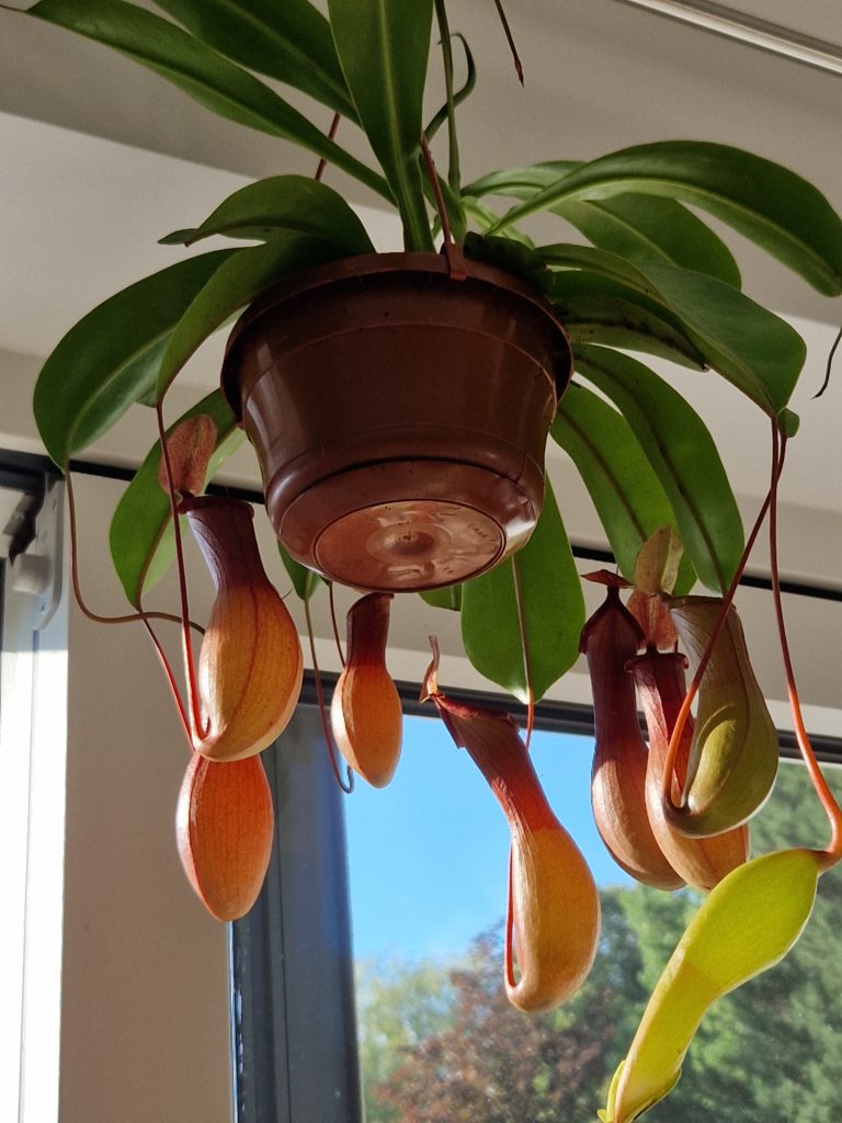 exotische Tropenpflanzen - Monkey Jar