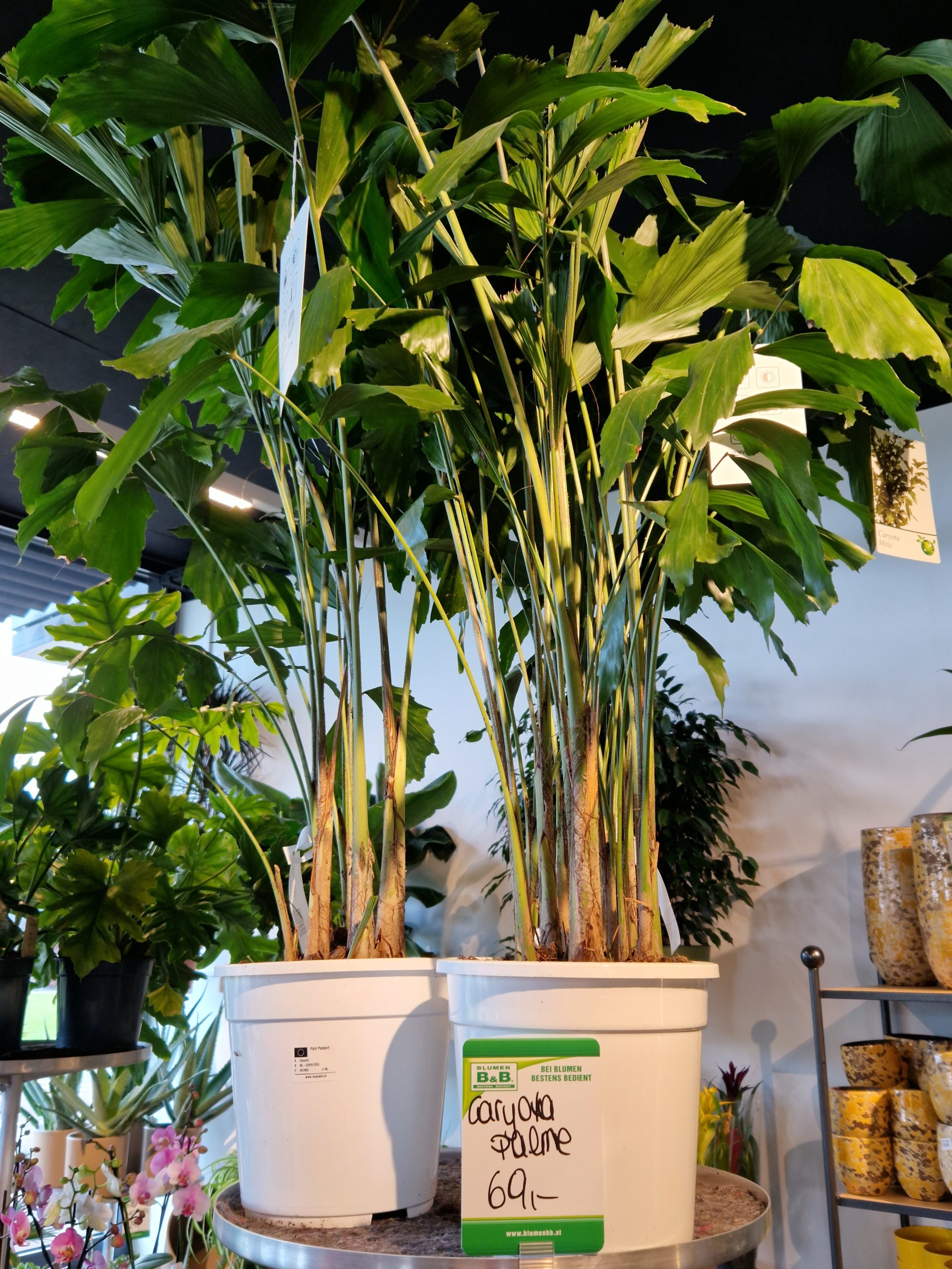 Pflanzen gießen - Caryota Palme
