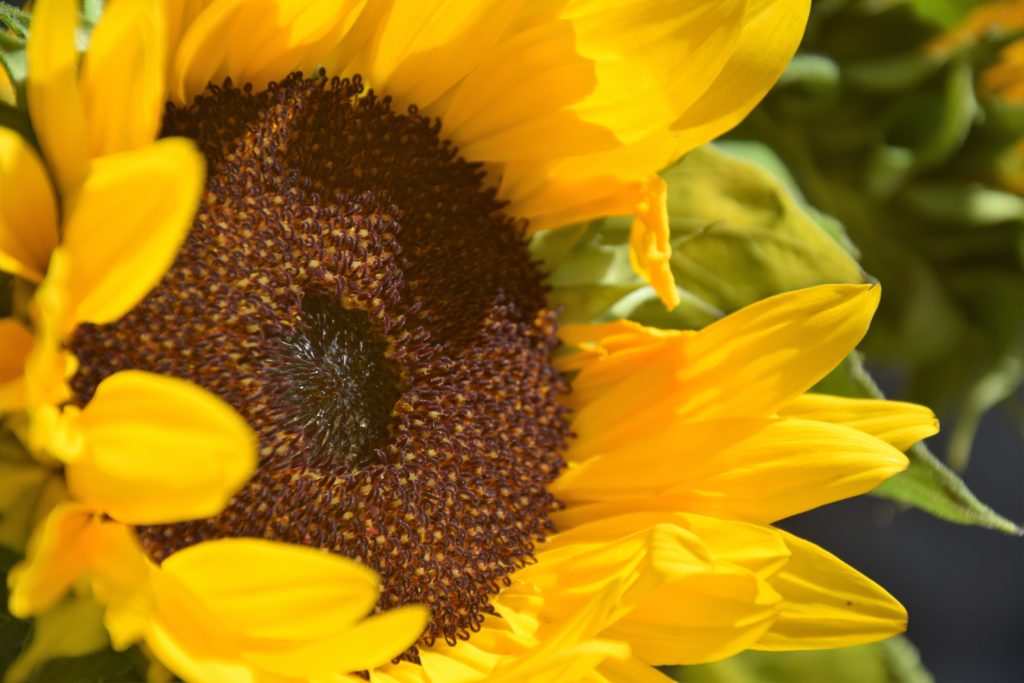 Blüten Nektar Sonne